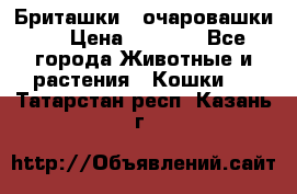 Бриташки - очаровашки.  › Цена ­ 3 000 - Все города Животные и растения » Кошки   . Татарстан респ.,Казань г.